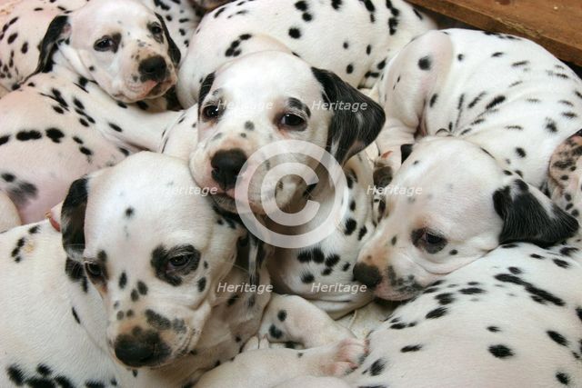 Dalmatian puppies.  Creator: Peter Thompson.