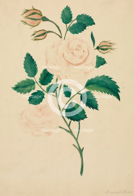 Damask Rose. Creator: Mary Altha Nims (American, 1817-1907).