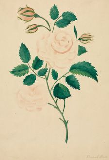 Damask Rose. Creator: Mary Altha Nims (American, 1817-1907)