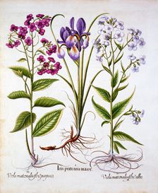 Dame's Violet and a Field Iris, from Hortus Eystettensis by Basil Besler (1561-1629), pub. 1613 (