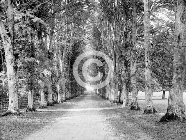Dames Avenue, Highclere Castle, Hampshire, c1860-c1922. Artist: Henry Taunt.