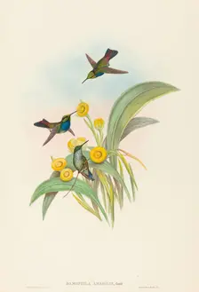 Damophila amabilis (Blue-breasted Hummingbird). Creators: John Gould, Henry Constantine Richter