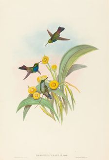 Damophila amabilis (Blue-breasted Hummingbird). Creators: John Gould, Henry Constantine Richter