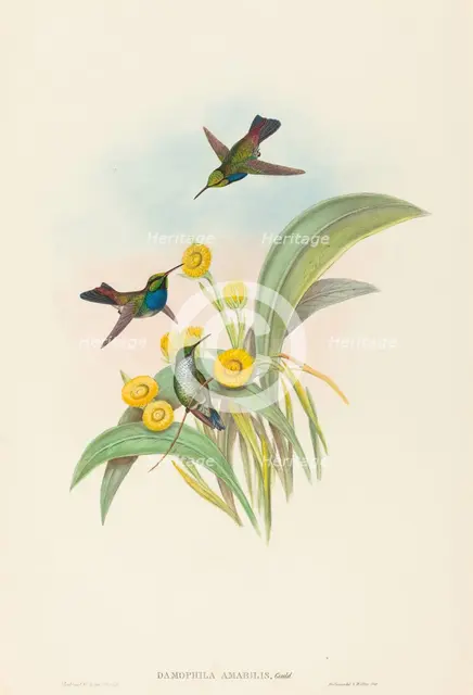 Damophila amabilis (Blue-breasted Hummingbird). Creators: John Gould, Henry Constantine Richter.