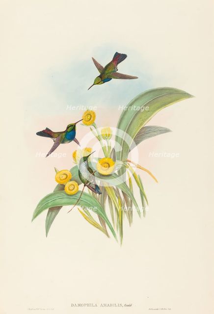 Damophila amabilis (Blue-breasted Hummingbird). Creators: John Gould, Henry Constantine Richter.