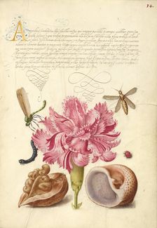 Damselfly, Carnation, Caterpillar, Ladybird, English Walnut,..., 1561-2; illumination 1591-6. Creator: Joris Hoefnagel