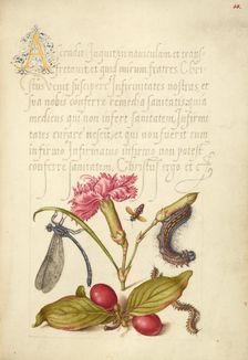 Damselfly, Carnation, Firebug, Caterpillar, Carnelian Cherry, and..., 1561-2; illumination 1591-6. Creator: Joris Hoefnagel