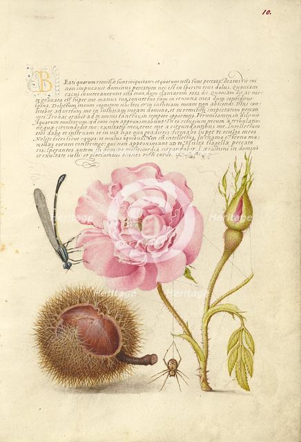 Damselfly, French Rose, Spanish Chestnut, and Spider, 1561-1562; illumination added 1591-1596. Creator: Joris Hoefnagel.