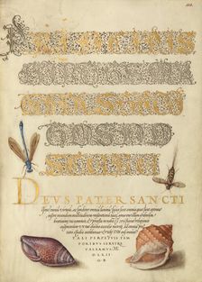 Damselfly, Insect, and Marine Mollusks, 1561-1562; illumination added 1591-1596. Creator: Joris Hoefnagel