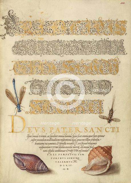 Damselfly, Insect, and Marine Mollusks, 1561-1562; illumination added 1591-1596. Creator: Joris Hoefnagel.