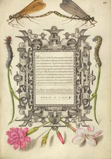 Damselflies, Caterpillars, Carnation, and Poet's Jasmine, 1561-1562; illumination added 1591-1596. Creator: Joris Hoefnagel