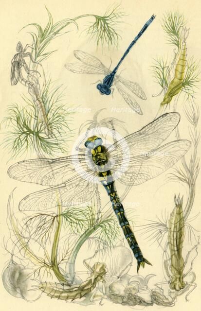Damselflies, dragonflies and water snails, c1930s?, (1946). Creator: Vere Temple.