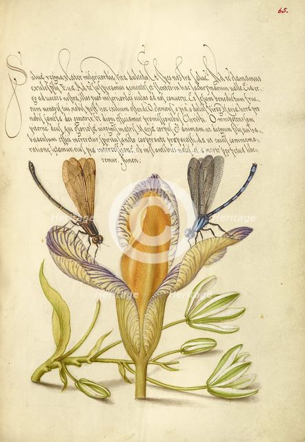 Damselflies, Spanish Iris, and Star-of-Bethlehem, 1561-1562; illumination added 1591-1596. Creator: Joris Hoefnagel.
