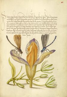 Damselflies, Spanish Iris, and Star-of-Bethlehem, 1561-1562; illumination added 1591-1596. Creator: Joris Hoefnagel