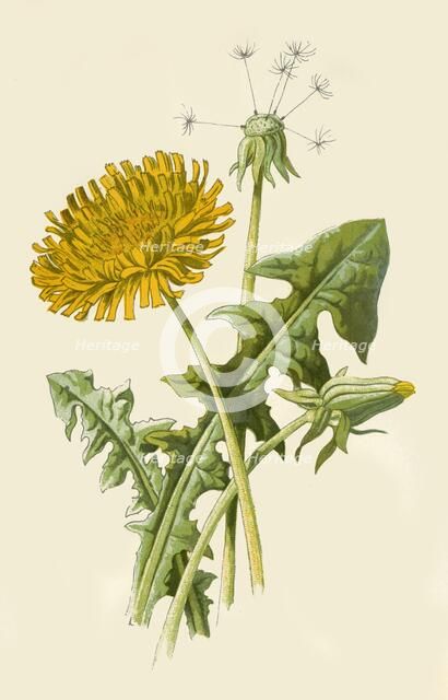 'Dandelion', 1877. Creator: Frederick Edward Hulme.