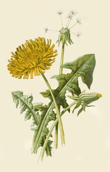 Dandelion 1877. Creator: Frederick Edward Hulme