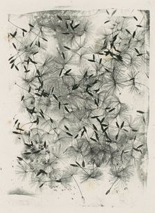 [Dandelion Seeds], 1858 or later., 1858 or later. Creator: William Henry Fox Talbot