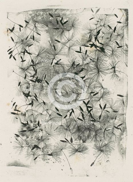 [Dandelion Seeds], 1858 or later., 1858 or later. Creator: William Henry Fox Talbot.
