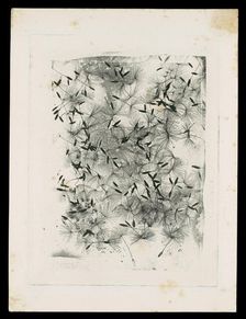 [Dandelion Seeds], 1858 or later. Creator: William Henry Fox Talbot