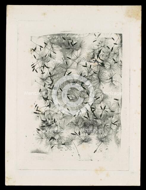 [Dandelion Seeds], 1858 or later. Creator: William Henry Fox Talbot.