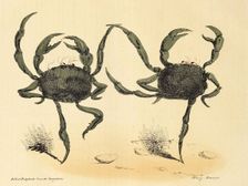 Danse Fantastique from La Caricature, pub. 1831 (lithograph), 1831. Creator: Henry Monnier (1799 - 1877)