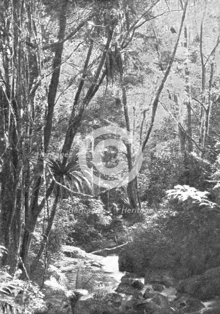 'Dans la foret de Madilo (jadis foret vierge de Madagascar); Iles Africaines de la mer..., 1914. Creator: Unknown.