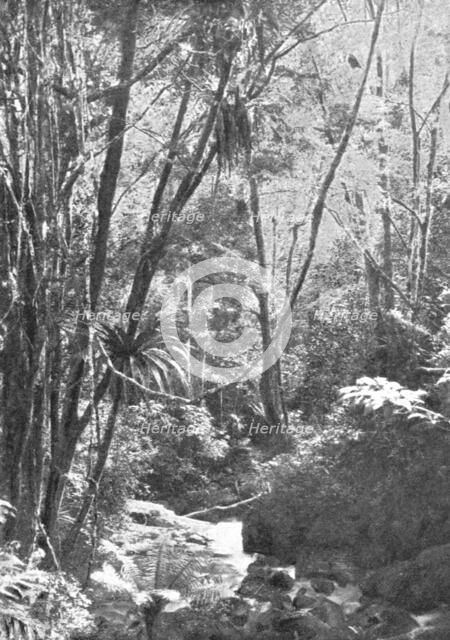 'Dans la foret de Madilo (jadis foret vierge de Madagascar); Iles Africaines de la mer..., 1914. Creator: Unknown.