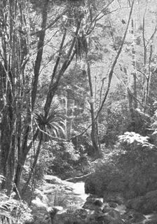 Dans la foret de Madilo (jadis foret vierge de Madagascar); Iles Africaines de la mer..., 1914. Creator: Unknown