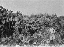 'Dans la plaine de Kaiouan. Un buisson de cactus; Afrique du nord 1914. Creator: Charles Chusseau-Flaviens