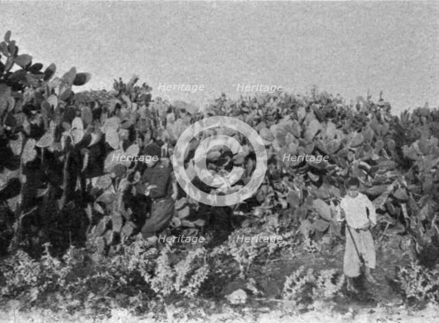 ''Dans la plaine de Kaiouan. Un buisson de cactus; Afrique du nord', 1914. Creator: Charles Chusseau-Flaviens.