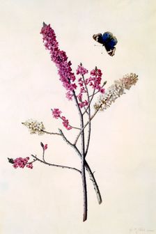 Daphne Mezereum with butterfly, c. 1740 (hand coloured engraving). Creator: "Georg Dionysius Ehret (1710 - 70); Ehret, Georg Dionysius (1710-1770)"