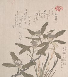 Daphne odora and Mojisuri-so, 19th century. Creator: Kubo Shunman