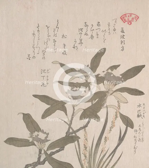 Daphne odora and Mojisuri-so, 19th century. Creator: Kubo Shunman.