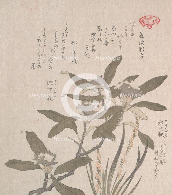 Daphne odora and Mojisuri-so, 19th century. Creator: Kubo Shunman.