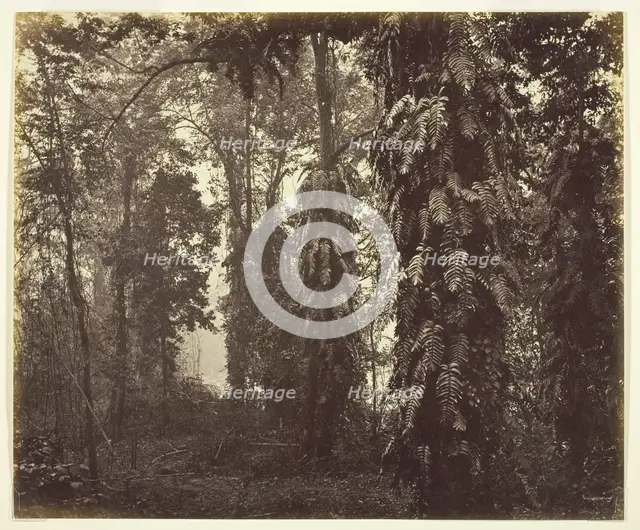 Darjeeling, India, c. 1865. Creator: Samuel Bourne.