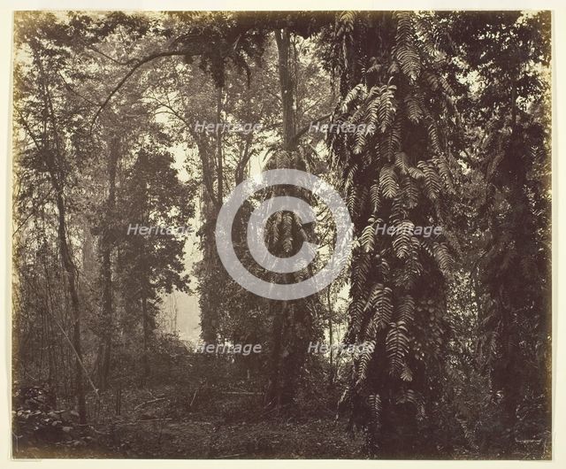 Darjeeling, India, c. 1865. Creator: Samuel Bourne.