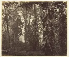 Darjeeling, India, c. 1865. Creator: Samuel Bourne