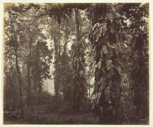 Darjeeling, India, c. 1865. Creator: Samuel Bourne