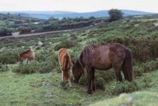 Dartmoor Ponies on Dartmoor, Devon, 20th century. Artist: CM Dixon