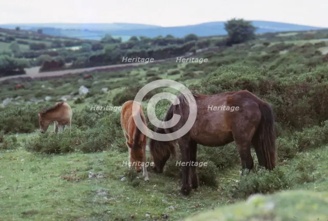 Dartmoor Ponies on Dartmoor, Devon,  20th century. Artist: CM Dixon.