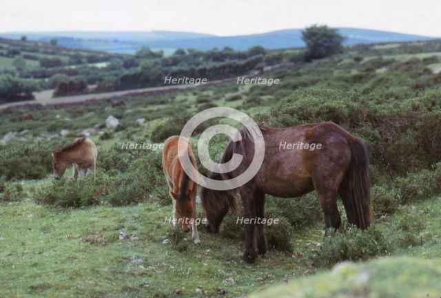 Dartmoor Ponies on Dartmoor, Devon,  20th century. Artist: CM Dixon.