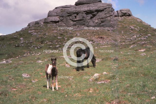 Dartmoor Ponies and Granite Tor, Kestor Rock, Dartmoor, Devon, 20th century. Artist: CM Dixon.