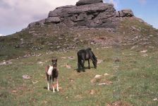 Dartmoor Ponies and Granite Tor, Kestor Rock, Dartmoor, Devon, 20th century. Artist: CM Dixon