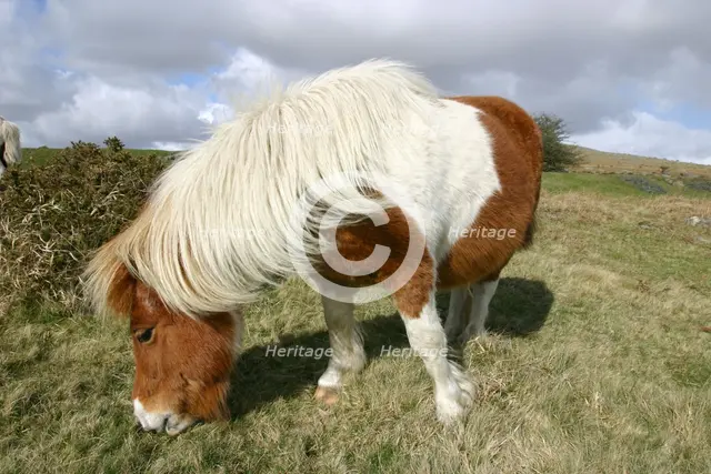 Dartmoor Pony, Dartmoor, Devon. Creator: Peter Thompson.