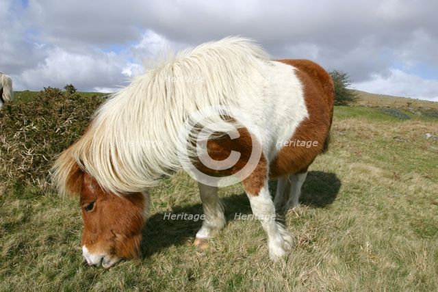 Dartmoor Pony, Dartmoor, Devon. Creator: Peter Thompson.