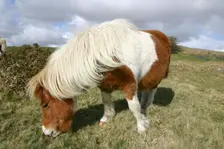 Dartmoor Pony, Dartmoor, Devon. Creator: Peter Thompson