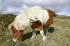 Dartmoor Pony, Dartmoor, Devon. Creator: Peter Thompson