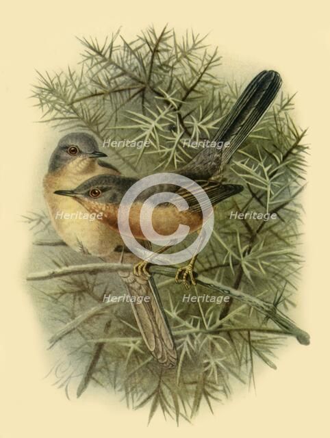 'Dartford Warblers', 1887, (1942). Creator: Johannes Keulemans.