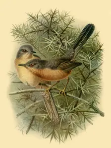 Dartford Warblers 1887, (1942). Creator: Johannes Keulemans