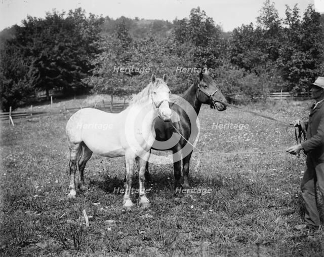 D.C. Cook's horses, Lake George, between 1900 and 1905. Creator: William H. Jackson.